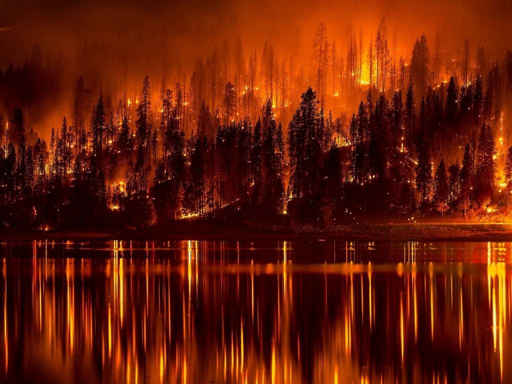 Building software development company challenges: The forest fires that make your company grow